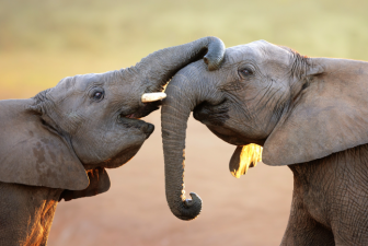 Do animals actually feel emotions like humans?